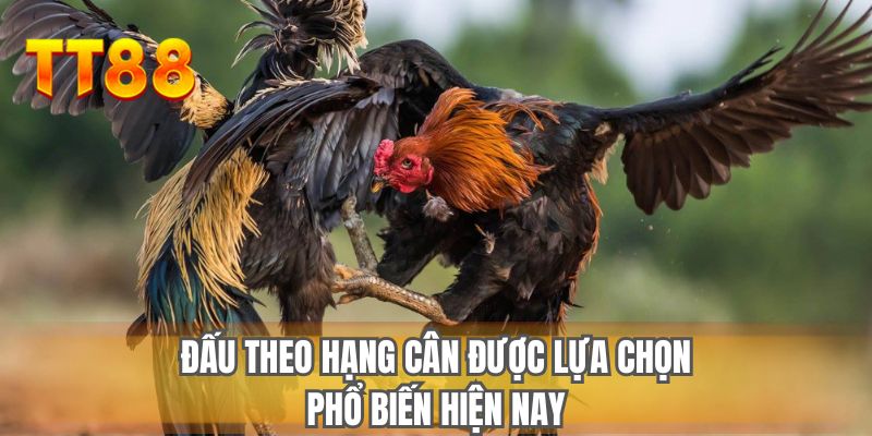 Đấu theo hạng cân được lựa chọn phổ biến hiện nay