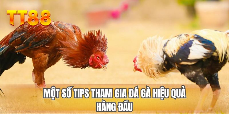 Một số tips tham gia đá gà hiệu quả hàng đầu